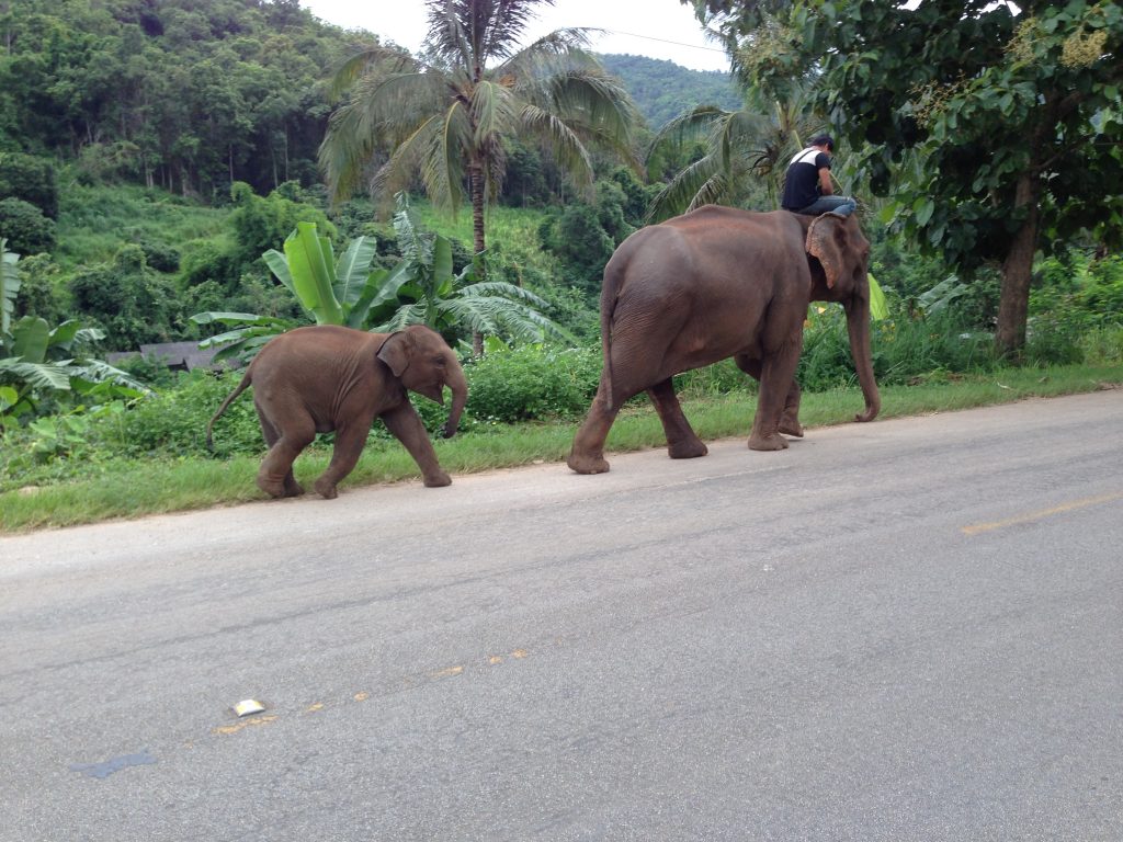 Elephants at Antenna